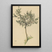 Ohne Titel Obstbaum - Karl Wiener — gerahmtes Bild an der Wand