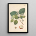 Illustration und Beschreibung beliebter vierundvierzig giftiger Pflanzen Pl03 - Karl Wilhelm Juch — gerahmtes Bild an der Wand