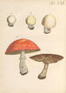Illustration und Beschreibung beliebter 48 giftiger Pflanzen Pl21 - Karl Wilhelm Juch — Ansicht des Kunstwerks