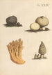 Illustration und Beschreibung beliebter 48 giftiger Pflanzen Pl24 - Karl Wilhelm Juch — Ansicht des Kunstwerks