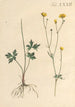 Illustration und Beschreibung beliebter von achtundvierzig giftigen Pflanzen Pl32 - Karl Wilhelm Juch — Ansicht des Kunstwerks