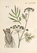Illustration und Beschreibung beliebter von vierundvierzig giftiger Pflanzen Pl34 - Karl Wilhelm Juch — Ansicht des Kunstwerks