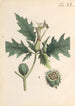 Illustration und Beschreibung beliebter von vierundvierzig giftiger Pflanzen Pl40 - Karl Wilhelm Juch — Ansicht des Kunstwerks
