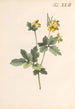 Illustration und Beschreibung beliebter vierundvierzig giftiger Pflanzen Pl42 - Karl Wilhelm Juch — Ansicht des Kunstwerks