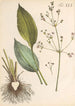 Illustration und Beschreibung beliebter von achtundvierzig giftigen Pflanzen Pl45 - Karl Wilhelm Juch — Ansicht des Kunstwerks