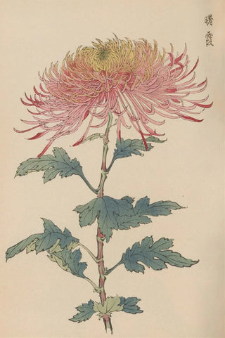Keika Hasegawa - Keika hyakugiku Pl32.webp