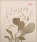 Blumen Hotei - Kubo Shunman — Ansicht des Kunstwerks