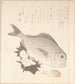 Fisch Tai und Top Shells - Kubo Shunman — Ansicht des Kunstwerks