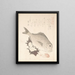 Fisch Tai und Top Shells - Kubo Shunman — gerahmtes Bild an der Wand