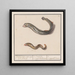 Lampetra fluviatilis und Congridae, 1 Flusslampreie mit neuen Augen, 2 Meeresaal - Anselmus Botius de Boodt — gerahmtes Bild an der Wand