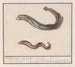 Lampetra fluviatilis und Congridae, 1 Flusslampreie mit neuen Augen, 2 Meeresaal - Anselmus Botius de Boodt — Ansicht des Kunstwerks