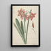 Amaryllis Haworthia Margaritiferas - Laurens Jacobsz van der Vinne — gerahmtes Bild an der Wand