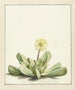 Mésembryanthème à fleurs - Laurens Vincentsz van der Vinne — Ansicht des Kunstwerks