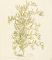 Mesembryanthemum mit Blumen aus der Familie der Aizoaceae - Laurens Vincentsz van der Vinne — Ansicht des Kunstwerks
