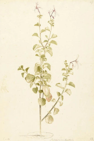 Laurens Vincentsz van der Vinne - Bloeiende Pelargonium.webp