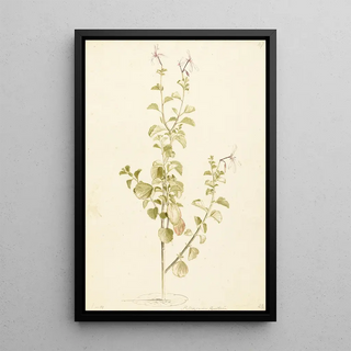 Laurens Vincentsz van der Vinne - Bloeiende Pelargonium.webp