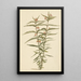 Frederiksbloem Asclepias curassavica en fleurs - Laurens Vincentsz van der Vinne — gerahmtes Bild an der Wand