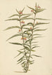 Frederiksbloem Asclepias curassavica en fleurs - Laurens Vincentsz van der Vinne — Ansicht des Kunstwerks