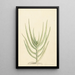 Crassula perfoliata - Laurens Vincentsz van der Vinne — gerahmtes Bild an der Wand