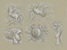Entwürfe für einen Banknoten-Filigran: Pegasus, Taube, Frauenkopf, Wappen und Hand mit Rose - Leo Gestel — Ansicht des Kunstwerks