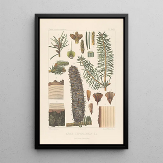 Leon Gabriel Charles Parde - Iconographie des coniferes Pl07.webp