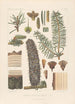 Iconographie der Nadelbäume Pl07 - Léon Gabriel Charles Parde — Ansicht des Kunstwerks