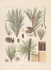 Iconographie der Nadelbäume Pl10 - Léon Gabriel Charles Parde — Ansicht des Kunstwerks