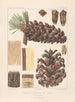Iconographie der Nadelbäume Pl15 - Léon Gabriel Charles Parde — Ansicht des Kunstwerks