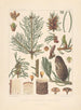 Iconographie der Nadelbäume Pl17 - Léon Gabriel Charles Parde — Ansicht des Kunstwerks