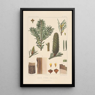 Leon Gabriel Charles Parde - Iconographie des coniferes Pl22.webp