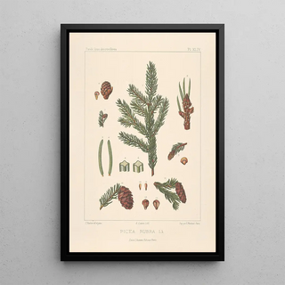 Leon Gabriel Charles Parde - Iconographie des coniferes Pl23.webp
