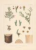 Iconographie der Nadelbäume Pl27 - Léon Gabriel Charles Parde — Ansicht des Kunstwerks