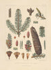 Iconographie des Nadelbäume Pl28 - Léon Gabriel Charles Parde — Ansicht des Kunstwerks