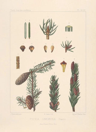 Leon Gabriel Charles Parde - Iconographie des coniferes Pl29.webp