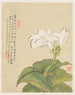 Blumen Pl07 - Liang Yuwei — Ansicht des Kunstwerks