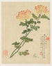 Blumen Pl10 - Liang Yuwei — Ansicht des Kunstwerks