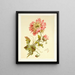 Mohnblumen - Lilly Walther — gerahmtes Bild an der Wand