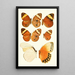 Novitates zoologicae pl 2 - Lionel Walter Rothschild — gerahmtes Bild an der Wand