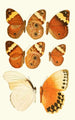 Novitates zoologicae pl 2 - Lionel Walter Rothschild — Ansicht des Kunstwerks