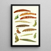 Novitates zoologicae pl 4 - Lionel Walter Rothschild — gerahmtes Bild an der Wand