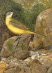 Bachstelze - Léon Paul Robert — Ansicht des Kunstwerks