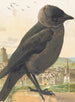 Choucas corbeau - Léon-Paul Robert — Ansicht des Kunstwerks