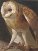 Effraie - Léon Paul Robert — Ansicht des Kunstwerks