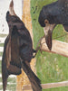 Freux corbeau - Léon-Paul Robert — Ansicht des Kunstwerks