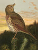Grive musicienne - Léon-Paul Robert — Ansicht des Kunstwerks