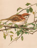 Moineau friquet - Léon-Paul Robert — Ansicht des Kunstwerks