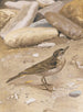 Pipit spioncelle - Léon Paul Robert — Ansicht des Kunstwerks
