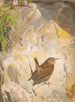 Troglodyte - Léon Paul Robert — Ansicht des Kunstwerks