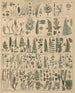 Illustrationen für die Allgemeine Naturgeschichte von Oken für alle Klassen Pl010 - Lorenz Oken — Ansicht des Kunstwerks