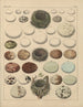 Illustrationen für die Allgemeine Naturgeschichte von Oken für alle Klassen Pl025 - Lorenz Oken — Ansicht des Kunstwerks